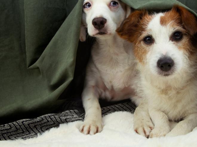 View of Pet Anxiety | PetMD